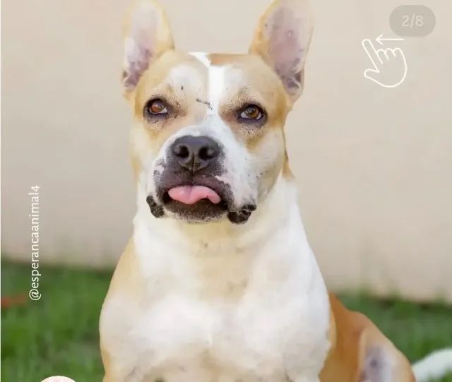 Cachorro - Foto 2