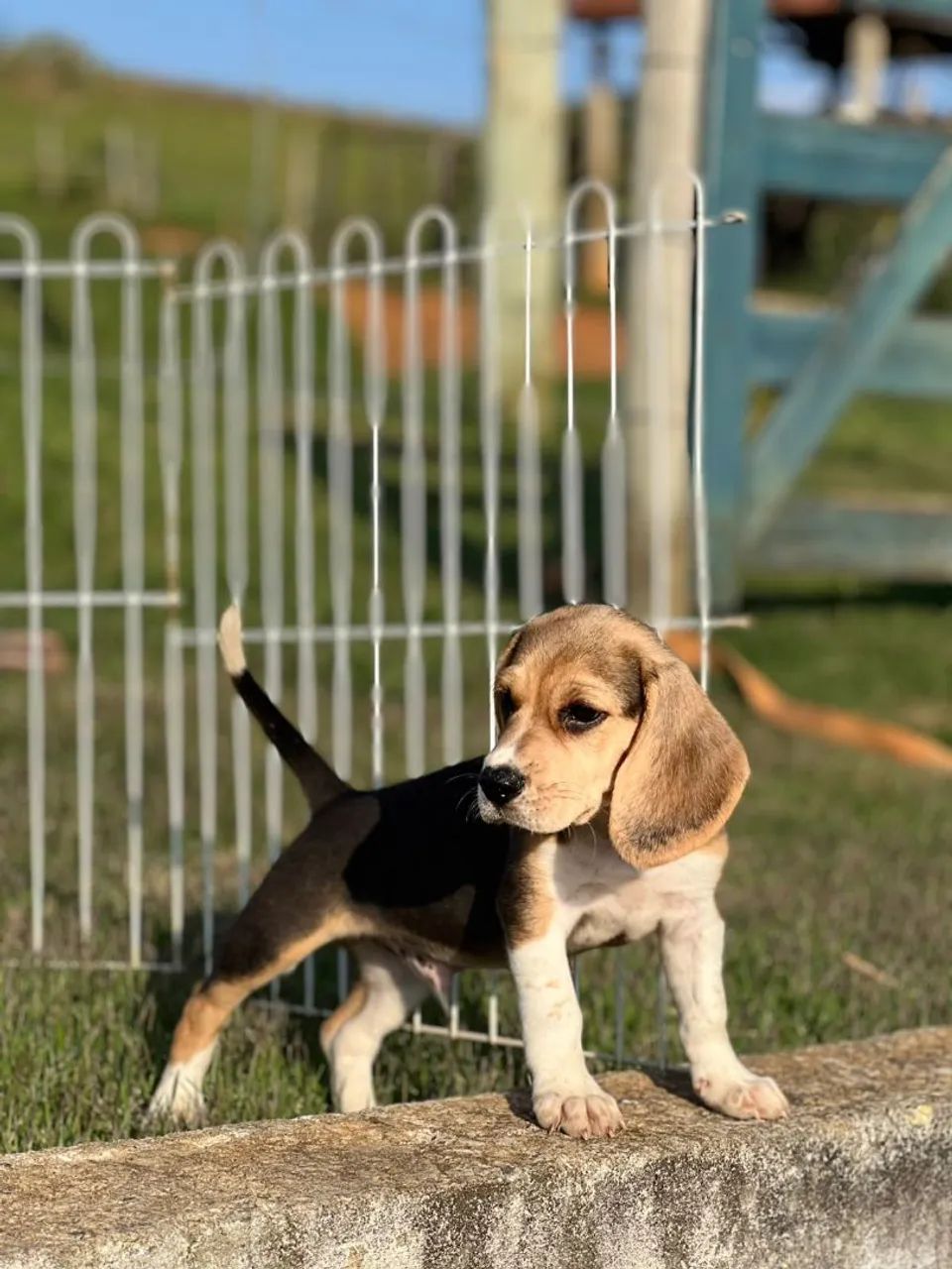 BEAGLES PERFEITOS  - Foto 3