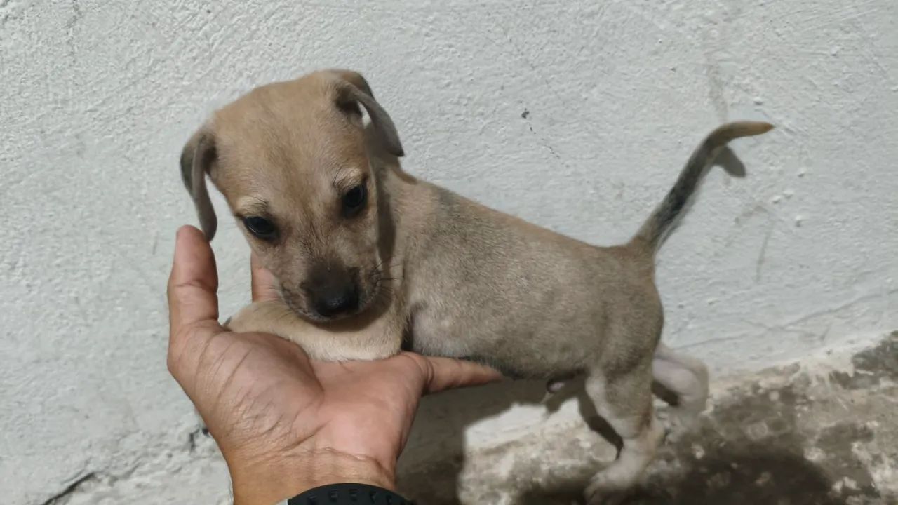Cachorro para adoção  - Foto 2