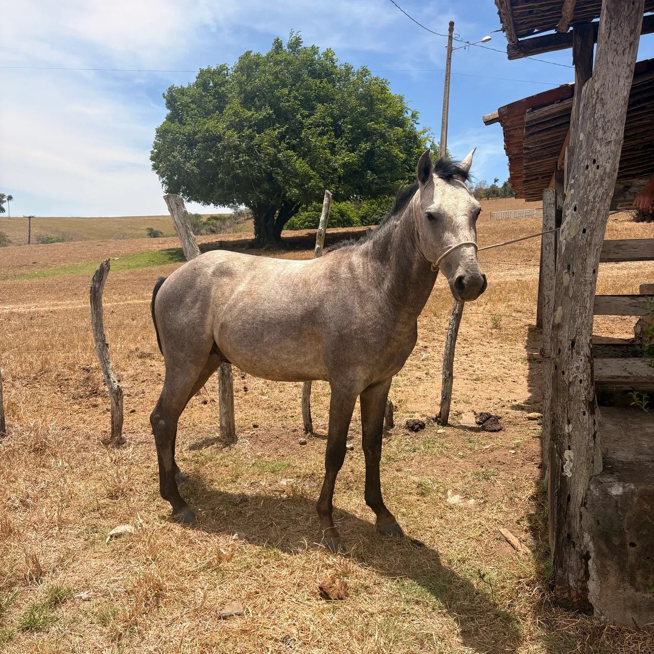 Potro quarto de milha  - Foto 2