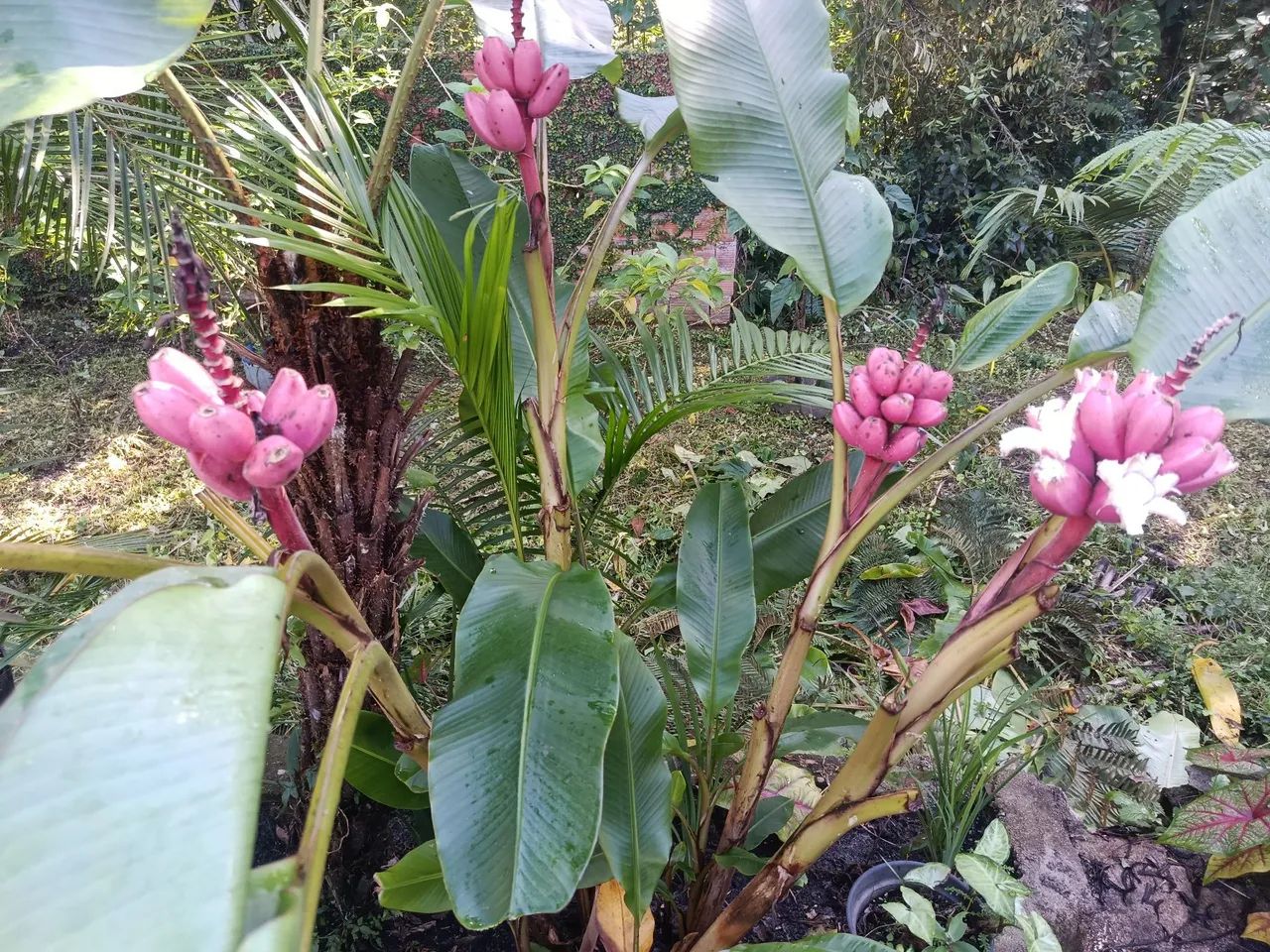 Mudas de Banana Rosa de jardim musa veluntina  - Foto 2