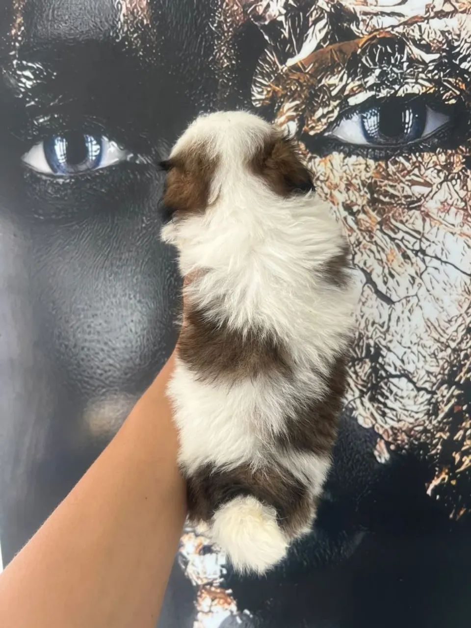 Cachorro shitzu - Foto 2