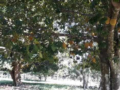 Fazenda 85 hec Vendo com Porteira Fechada - Foto 19