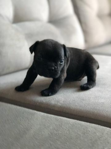 Bulldog francês - Foto 5