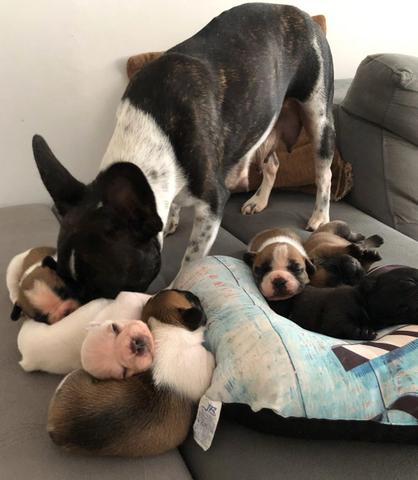 Bulldog francês - Foto 6