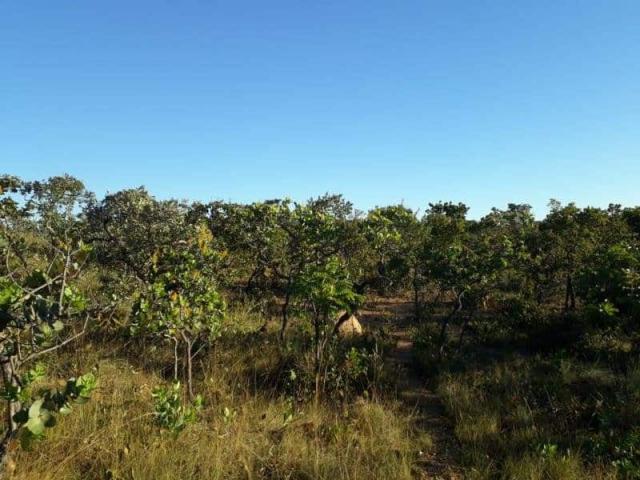 Terreno / Área - TAV53 - Foto 12
