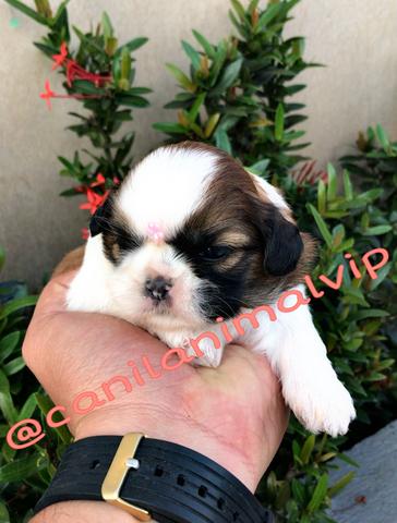 Shih Tzu