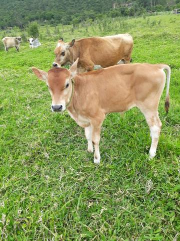 Vendo gado 4 animais - Foto 2