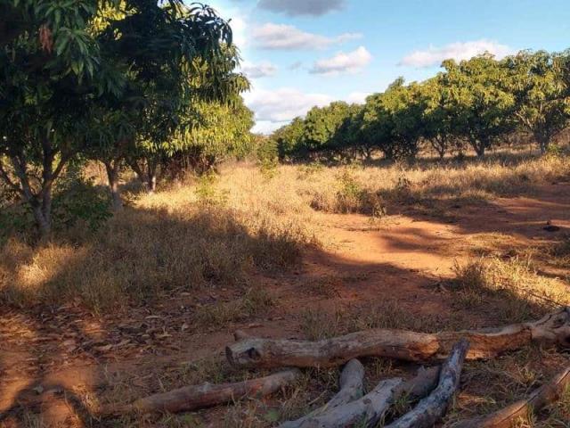 Fazenda - TAV60 - Foto 10