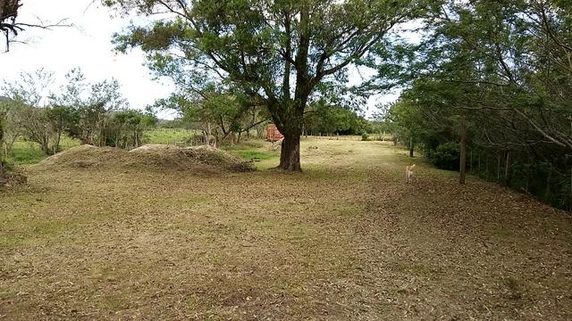 Sítio 2,9hec, no asfalto Lami POA/Itapuã, junto à rotatória, ótimo ponto comercial - Foto 12