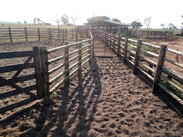 Fazenda 900 hectares - Foto 5