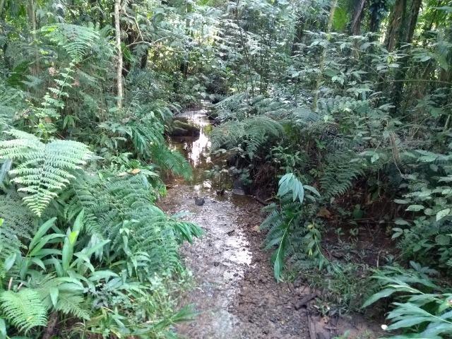 Terreno medindo 17 mil metros passando rio dentro e córrego - Foto 19
