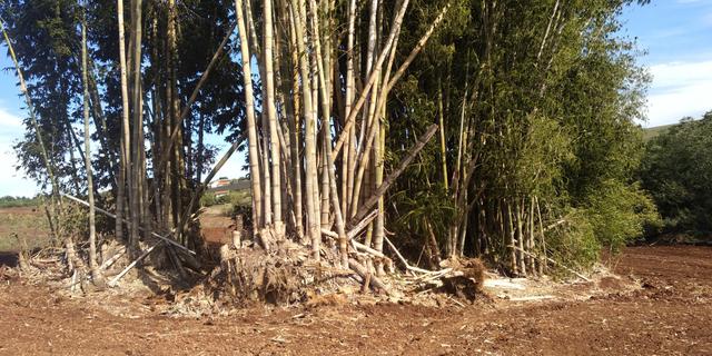 Bambu gigante - Foto 4