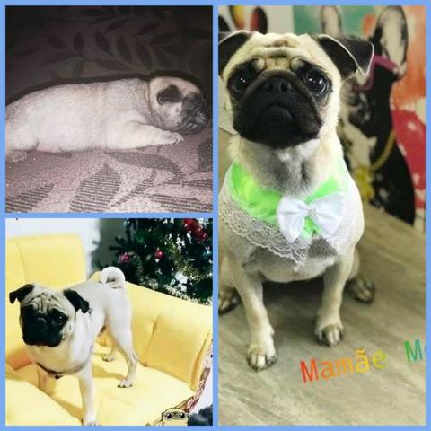 Vendo fêmea Pug