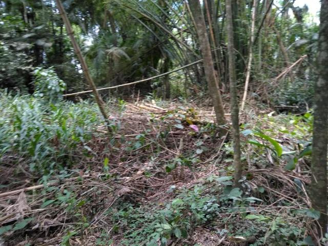 Chácara - América de Baixo - Morretes - Foto 10