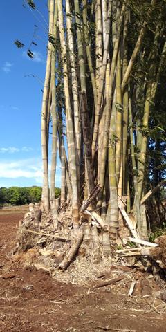 Bambu gigante