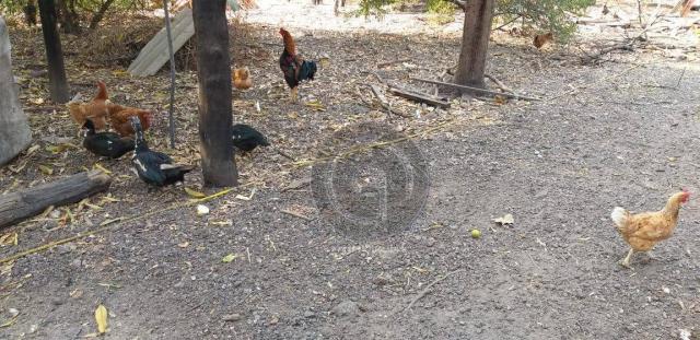 Chácara 1.4 ha em santo antônio do leverger - Foto 4