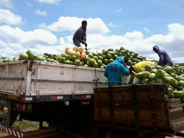 Coco verde carga direto do nordeste