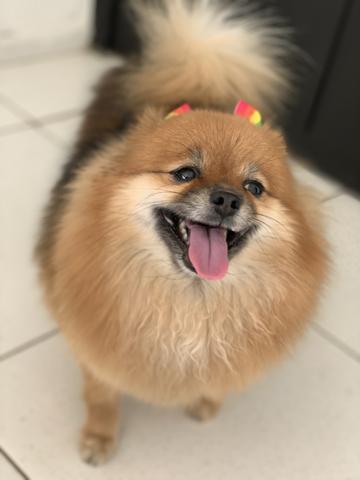 Lulu da pomerânia fêmea - Foto 4