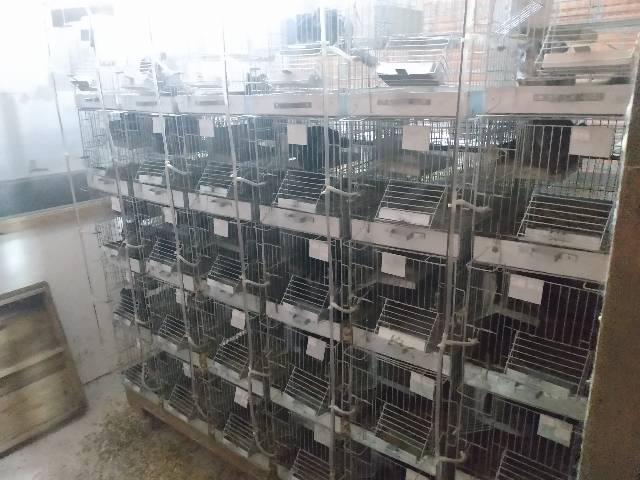Cabanha de chinchilla, com 5 famílias, mais produção - Foto 2