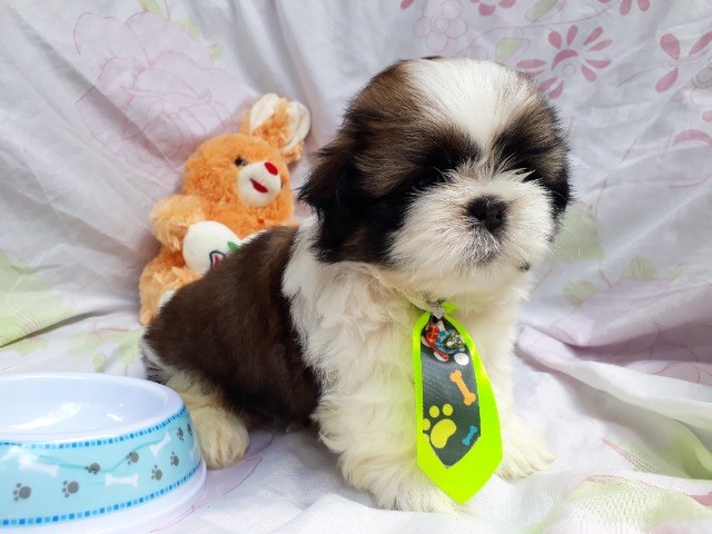 shih tzu 