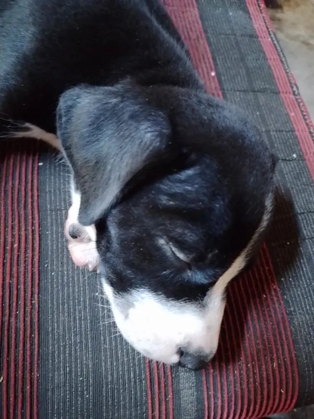 Filhote de pitibbu  mistiço  - Foto 4
