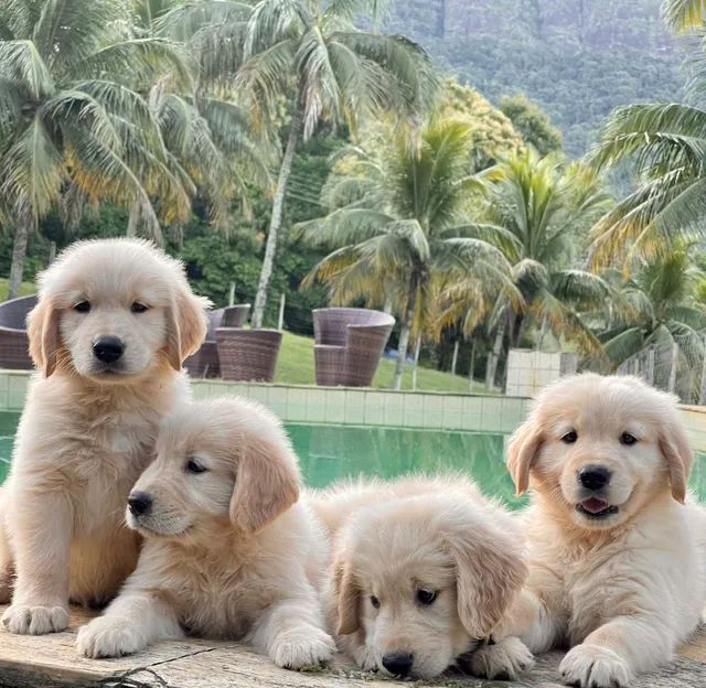 Dóceis e meigos filhotes de Golden Retriever  - Foto 3