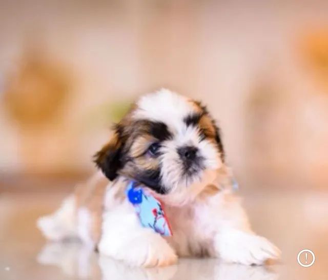 Shih Tzu - dócil 