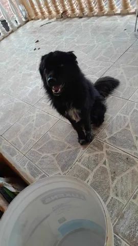Dou meu pastor Belga - Foto 2