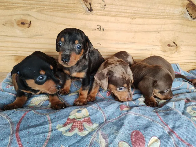 Mini dachshund hot sale olx