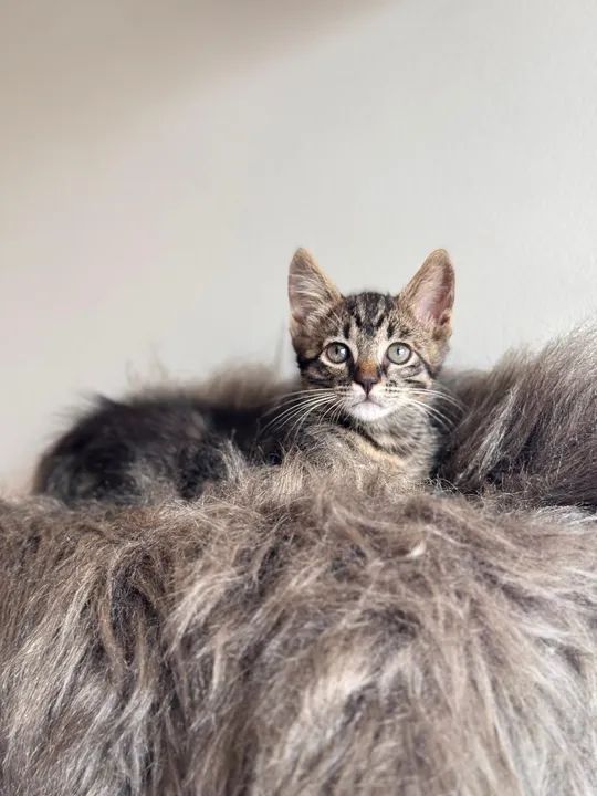 Gato macho lindíssimo 3 meses - Foto 5