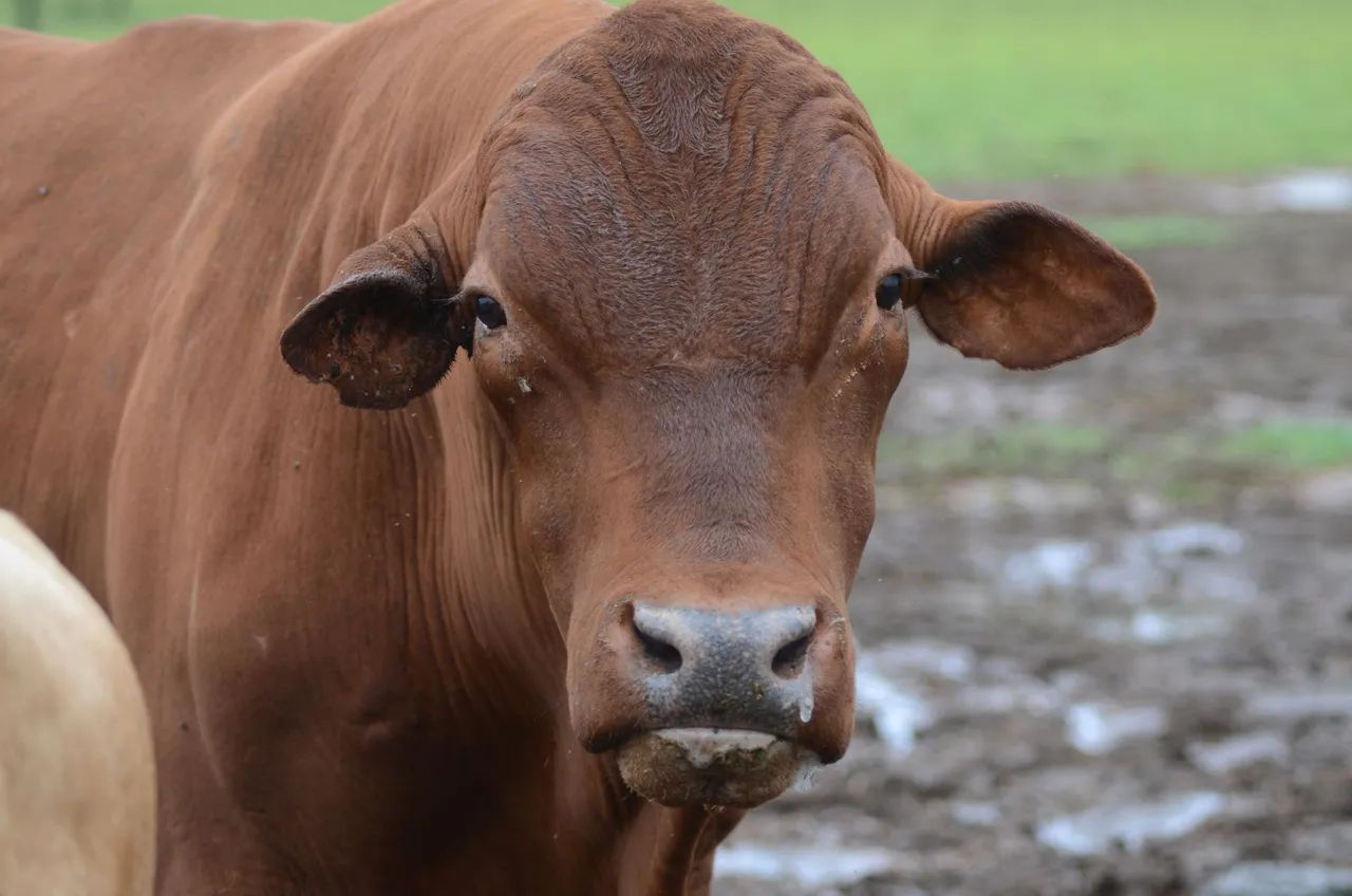 Vendo Gado Cruzamento Industrial