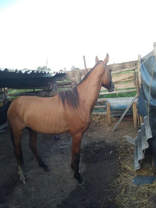 Cavalo vendo ou faço rolo 