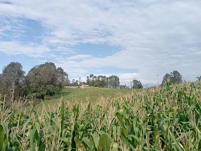Sítio / chácara 7,5 alqueires  - Foto 4