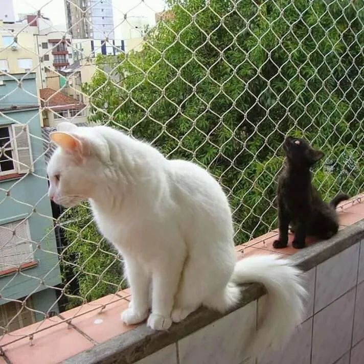 Tela de proteção COBRIMOS ORÇAMENTO  - Foto 6