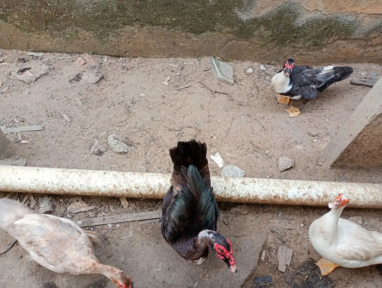 Pato Macho  - Foto 3