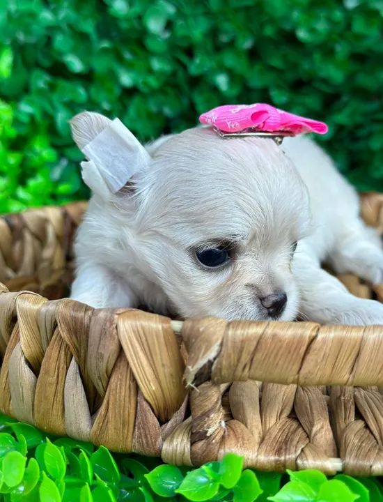 Chihuahua Fêmea - Pêlo longo para reserva  - Foto 4