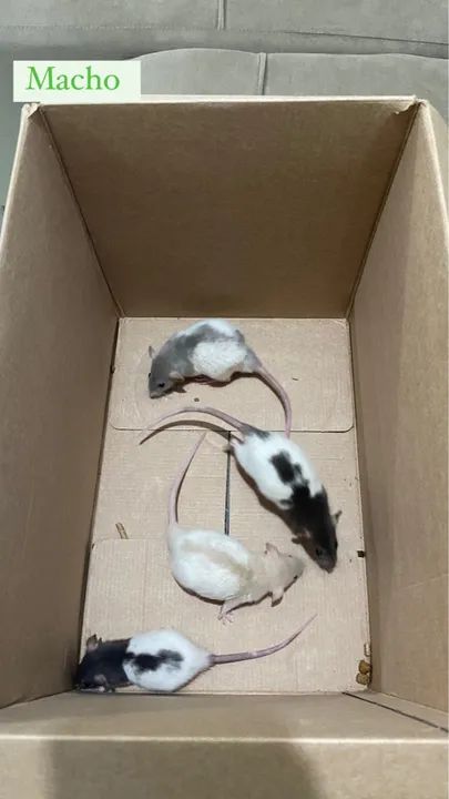 Rato Twister  - Foto 2