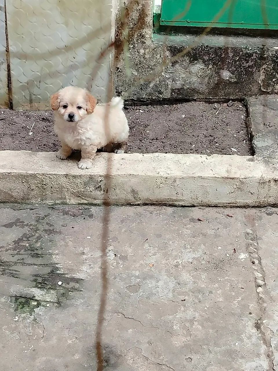 Poodle machinho