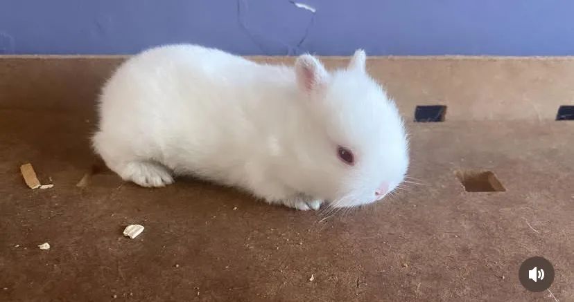 mini coelho netherland Dwarf coelho anão olhos vermelhos disponiveis entrega Janu Moc 