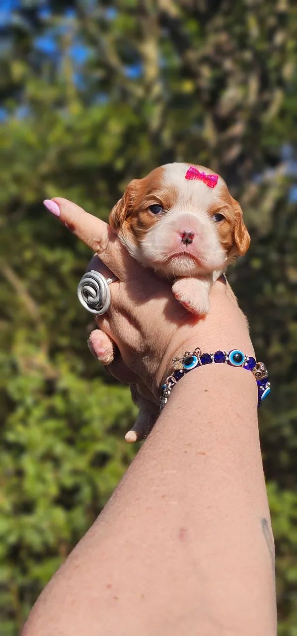 Filhote Cavalier King Charles Spaniel