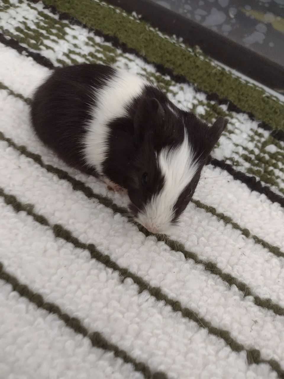 Porquinho da índia de várias cores  - Foto 3