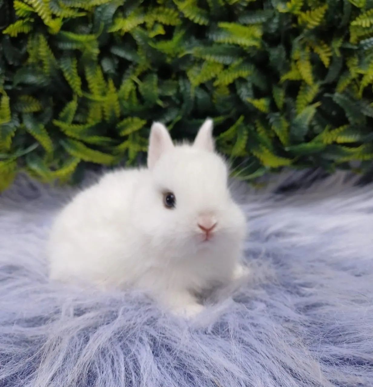 Netherland dwarf (coelho anão) - Foto 5