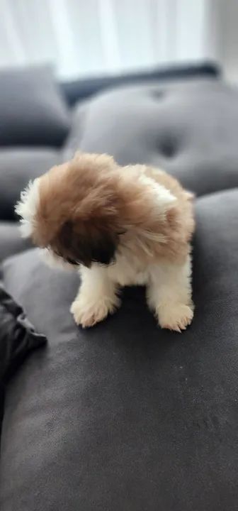 Shitzu macho - Foto 3