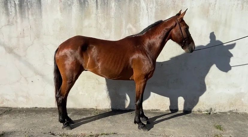 Cavalo Mangalarga Marchador
