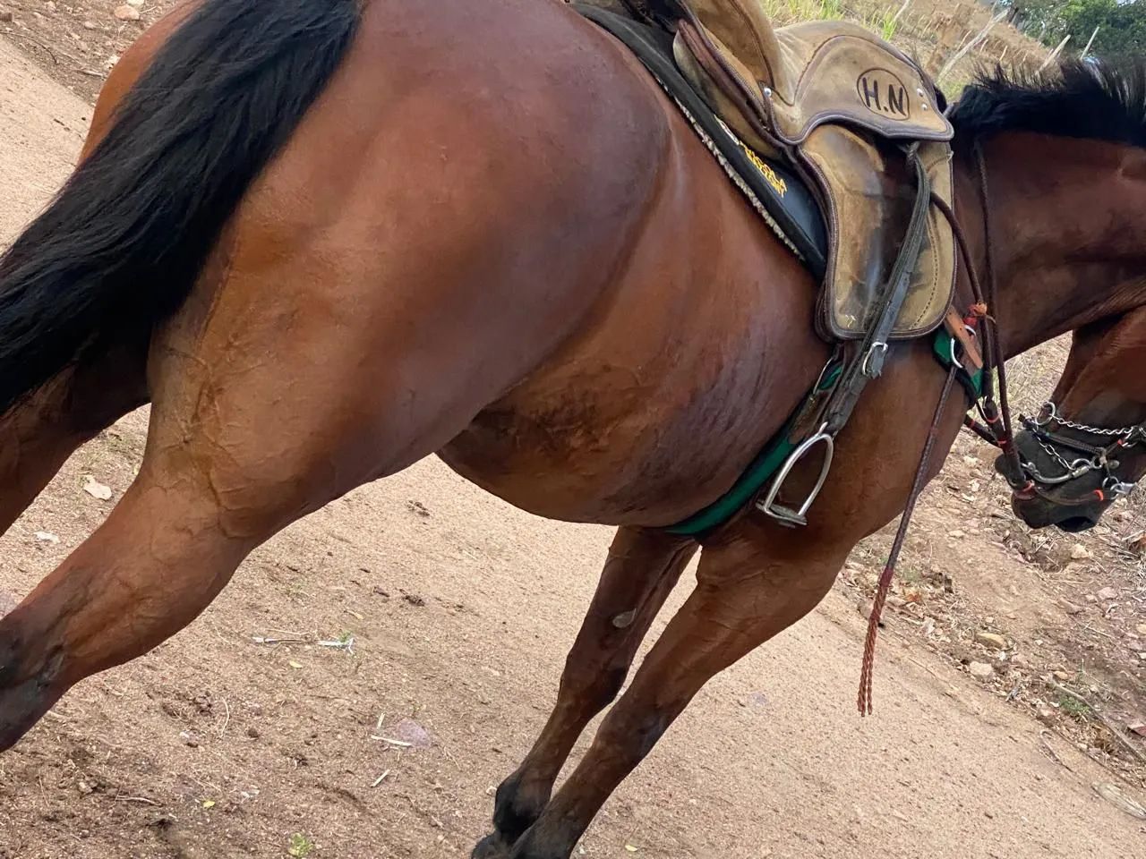 Cavalo quarto de milha - Foto 3