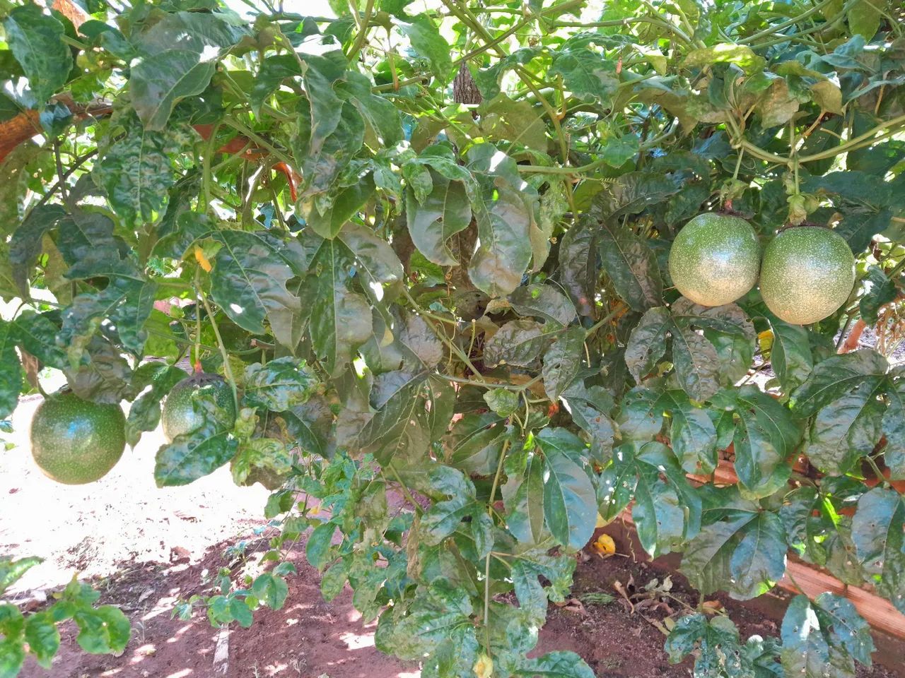 Chácara 7.500M2 em Bonfinópolis-Go  - Foto 14