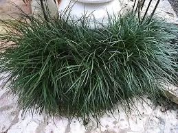 Grama preta alta e mini - Foto 5