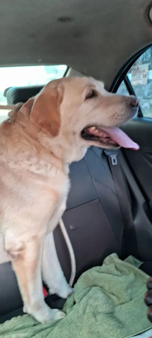 Labrador puro macho e super dócil disponível   - Foto 3