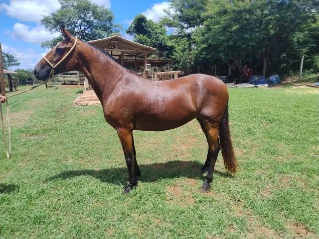 ÉGUA MANGALARGA MARCHADOR  - Foto 2